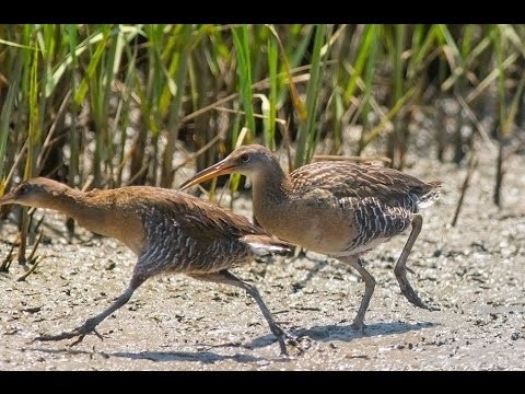 Chim cut thai loai doi lot chim rung ban o via he Sai Gon hinh anh 2