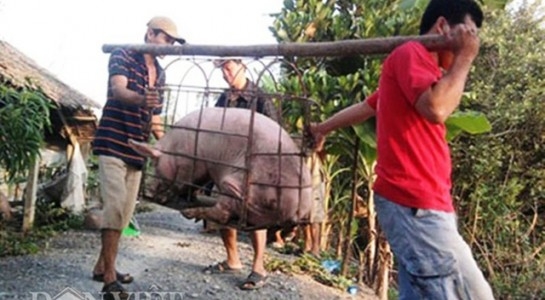 nông sản việt, nông dân, thương lái trung quốc, thương lái trung ép giá nông sản