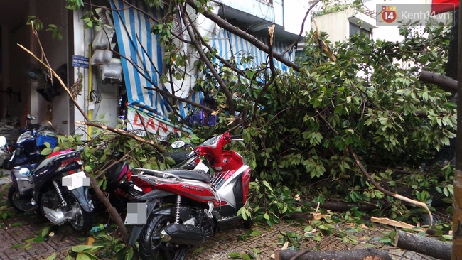 TP. HCM: Cây cổ thụ ngã chắn ngang đường đè nát xế hộp, nam thanh niên bị thương - Ảnh 3.
