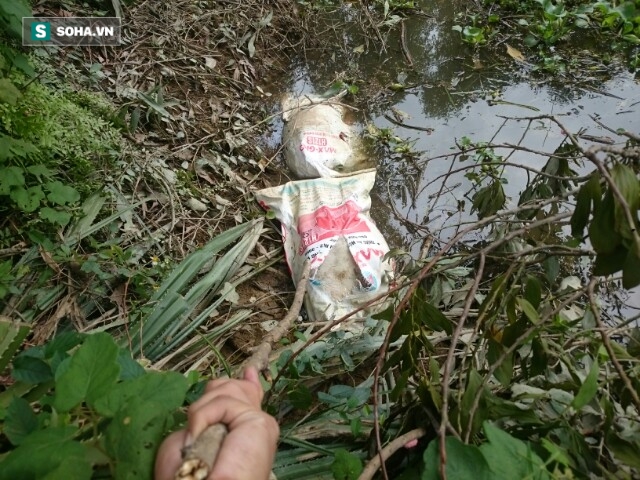 Phát hiện nhiều bao tải lợn chết bất thường được ném xuống hồ - Ảnh 2. Phát hiện nhiều bao tải lợn chết bất thường được ném xuống hồ - Ảnh 2.