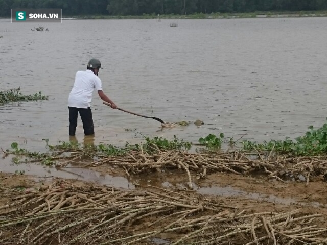 Phát hiện nhiều bao tải lợn chết bất thường được ném xuống hồ - Ảnh 3. Phát hiện nhiều bao tải lợn chết bất thường được ném xuống hồ - Ảnh 3.