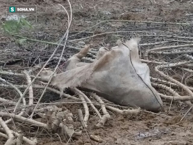Phát hiện nhiều bao tải lợn chết bất thường được ném xuống hồ - Ảnh 4. Phát hiện nhiều bao tải lợn chết bất thường được ném xuống hồ - Ảnh 4.