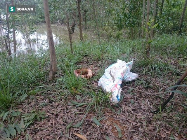 Phát hiện nhiều bao tải lợn chết bất thường được ném xuống hồ - Ảnh 5. Phát hiện nhiều bao tải lợn chết bất thường được ném xuống hồ - Ảnh 5.
