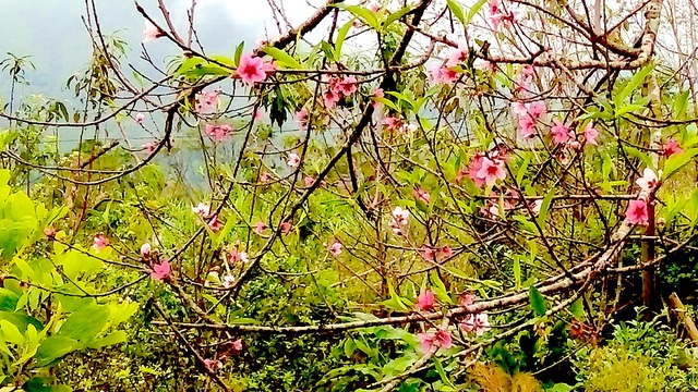  Hoa đào mang sắc Xuân đến sớm. 