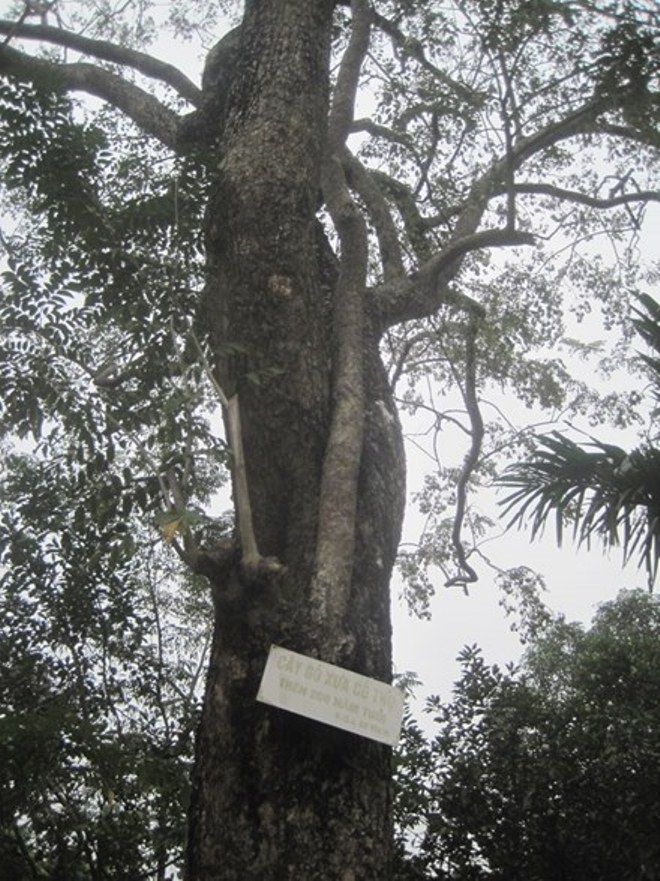 Thực hư thông tin cây sưa được rao bán với giá 50 tỷ đồng ở Bắc Ninh - Ảnh 1.