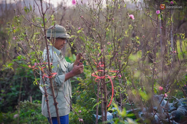 Chùm ảnh: 50.000 đồng/cành đào Nhật Tân nở sớm - Ảnh 4.