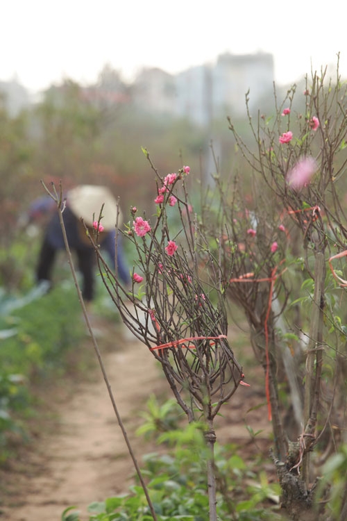 Đào Nhật Tân bung nở rực rỡ từ vườn ra phố đón Tết sớm - 3