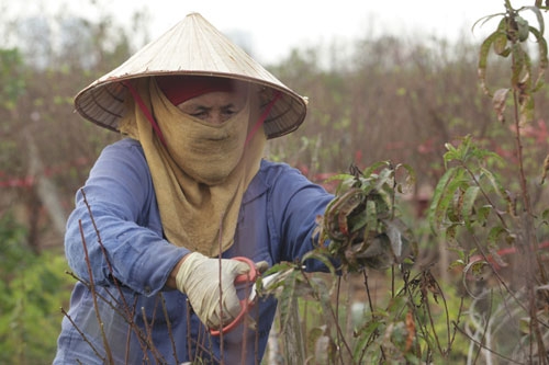 Đào Nhật Tân bung nở rực rỡ từ vườn ra phố đón Tết sớm - 4