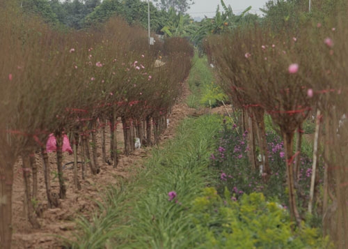 Đào Nhật Tân bung nở rực rỡ từ vườn ra phố đón Tết sớm - 5