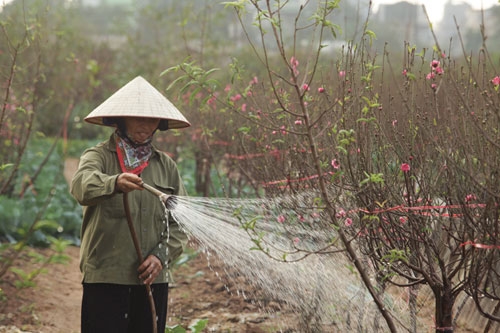 Đào Nhật Tân bung nở rực rỡ từ vườn ra phố đón Tết sớm - 6