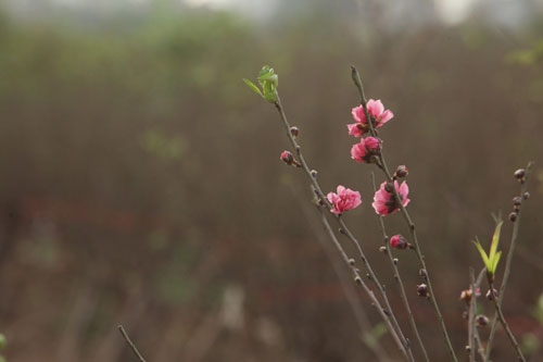 Đào Nhật Tân bung nở rực rỡ từ vườn ra phố đón Tết sớm - 7