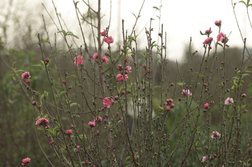 Đào Nhật Tân bung nở rực rỡ từ vườn ra phố đón Tết sớm - 8