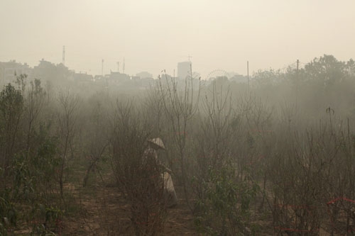 Đào Nhật Tân bung nở rực rỡ từ vườn ra phố đón Tết sớm - 9