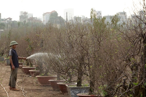 Đào Nhật Tân bung nở rực rỡ từ vườn ra phố đón Tết sớm - 10