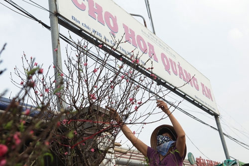 Đào Nhật Tân bung nở rực rỡ từ vườn ra phố đón Tết sớm - 11