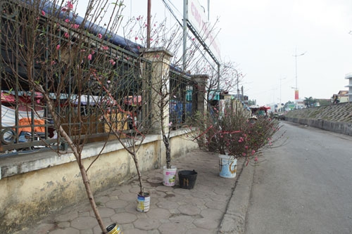 Đào Nhật Tân bung nở rực rỡ từ vườn ra phố đón Tết sớm - 12