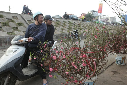Đào Nhật Tân bung nở rực rỡ từ vườn ra phố đón Tết sớm - 13