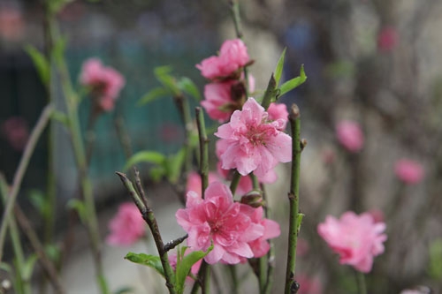 Đào Nhật Tân bung nở rực rỡ từ vườn ra phố đón Tết sớm - 15