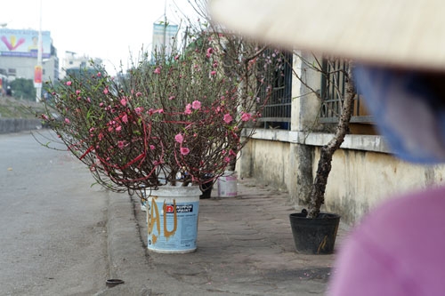 Đào Nhật Tân bung nở rực rỡ từ vườn ra phố đón Tết sớm - 16