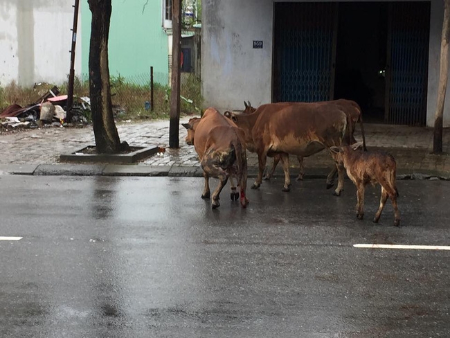 Thương cảm hình ảnh chú bò bị chặt chân vì vào vườn nhà dân ăn rau - Ảnh 3.