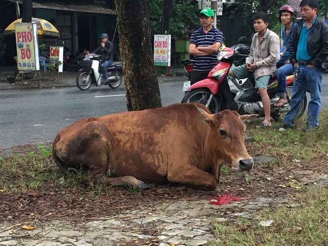 Thương cảm hình ảnh chú bò bị chặt chân vì vào vườn nhà dân ăn rau - Ảnh 4.