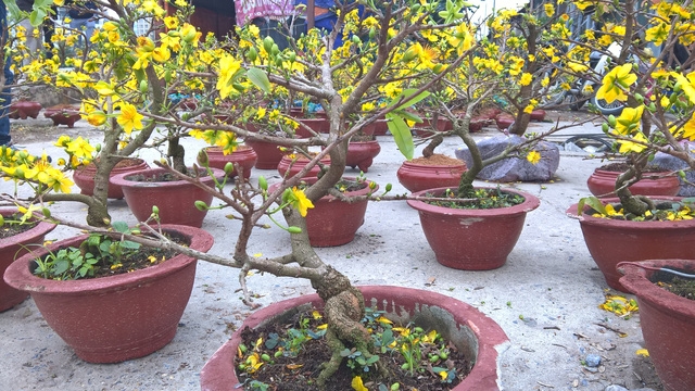 Điểm tập kết của mai vàng chủ yếu là cây kiểng nhỏ