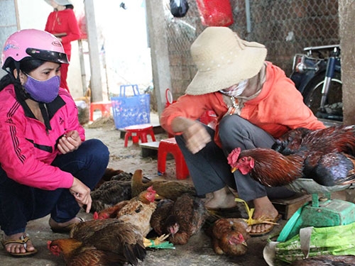 Cấm gà vịt sống, giết mổ tại chợ: Biết bẩn vẫn khó bỏ Cấm gà vịt sống, giết mổ tại chợ: Biết bẩn vẫn khó bỏ