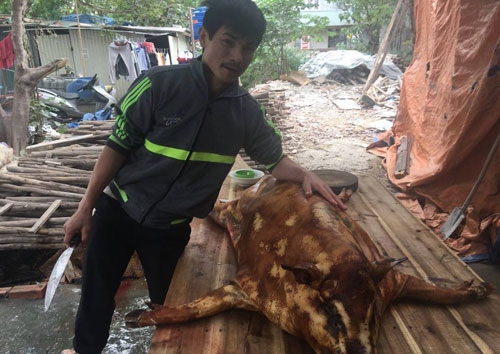  Dịch vụ mổ thịt lợn thuê lên ngôi (ảnh chụp tại Nam Từ Liêm, Hà Nội). Ảnh: Gia Tưởng 