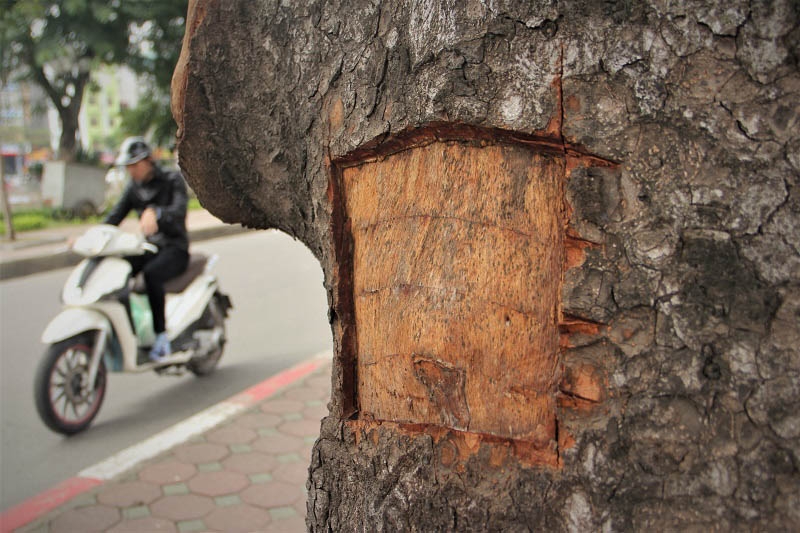 Hà Nội: Loạt cây xà cừ bị đục khoét trên đường Láng