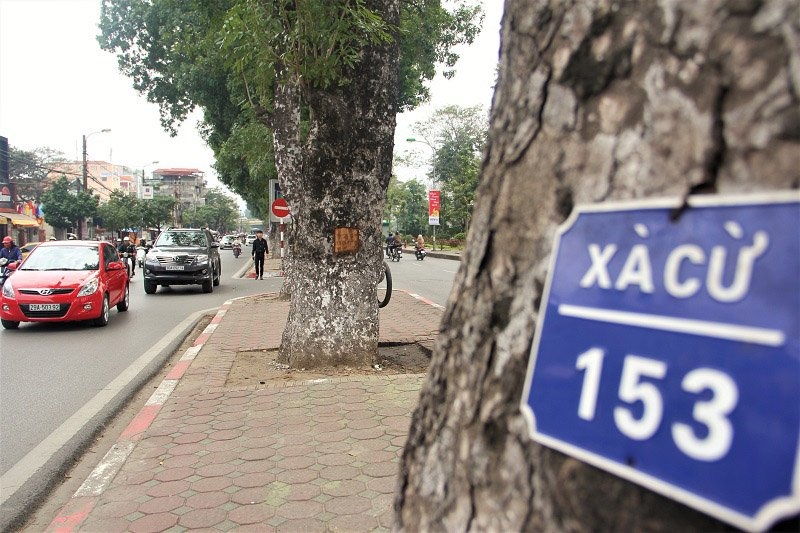 Hà Nội: Loạt cây xà cừ bị đục khoét trên đường Láng