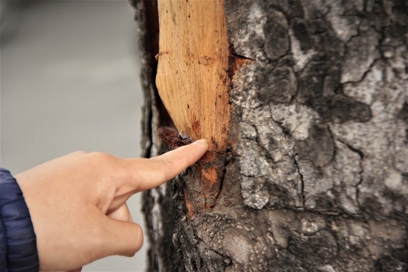 Hà Nội: Loạt cây xà cừ bị đục khoét trên đường Láng