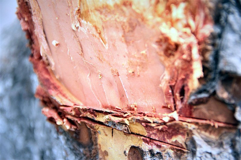 Hà Nội: Loạt cây xà cừ bị đục khoét trên đường Láng