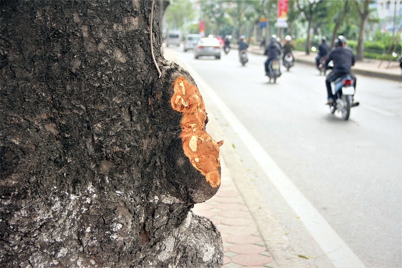 Hà Nội: Loạt cây xà cừ bị đục khoét trên đường Láng