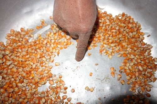 ha noi: them gan 600 con vit chet nghi an ngo co doc? hinh anh 2