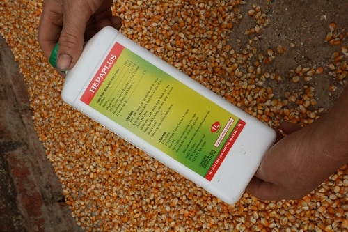 ha noi: them gan 600 con vit chet nghi an ngo co doc? hinh anh 3