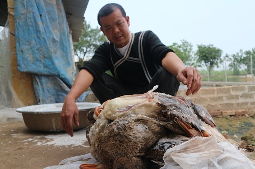 ha noi: them gan 600 con vit chet nghi an ngo co doc? hinh anh 4