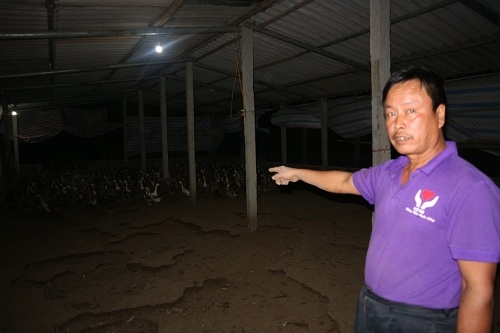 ha noi: them gan 600 con vit chet nghi an ngo co doc? hinh anh 6