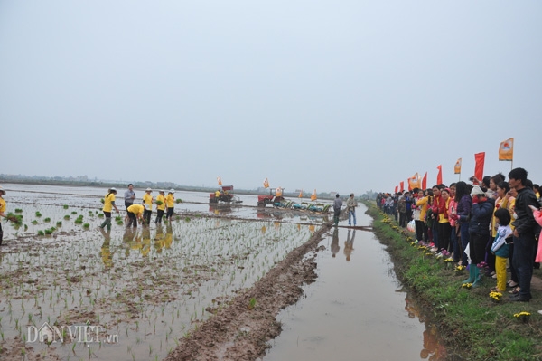 nu bi thu tinh uy ninh binh xuong dong cay lua hinh anh 5