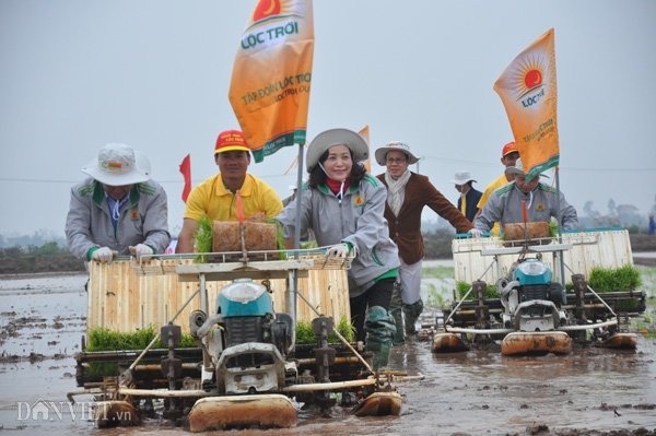 nu bi thu tinh uy ninh binh xuong dong cay lua hinh anh 6