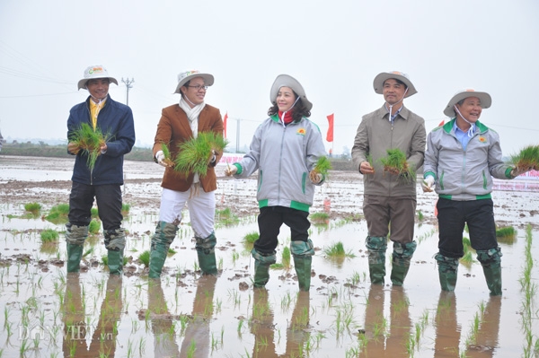 nu bi thu tinh uy ninh binh xuong dong cay lua hinh anh 7