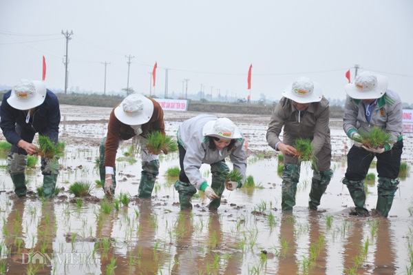 nu bi thu tinh uy ninh binh xuong dong cay lua hinh anh 8