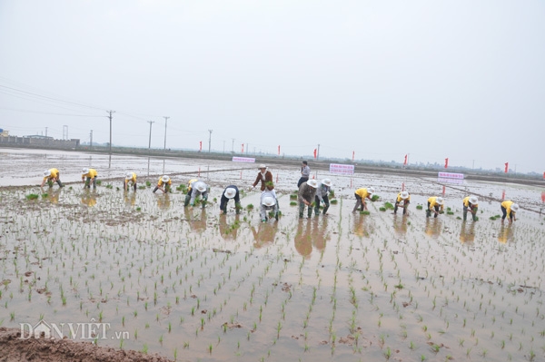 nu bi thu tinh uy ninh binh xuong dong cay lua hinh anh 9