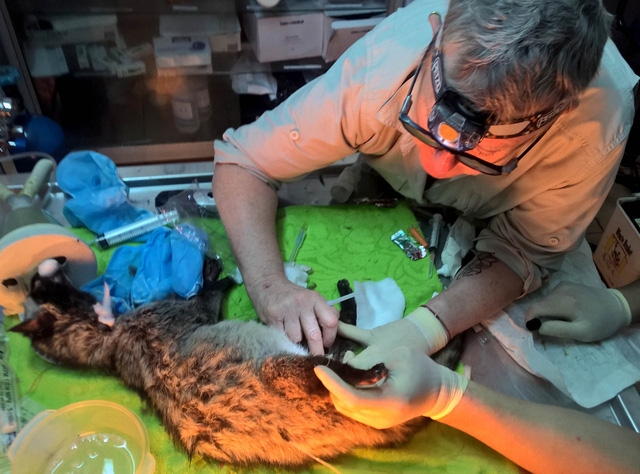 Cá thể cầy được các bác sĩ thú y của SVW chăm sóc.