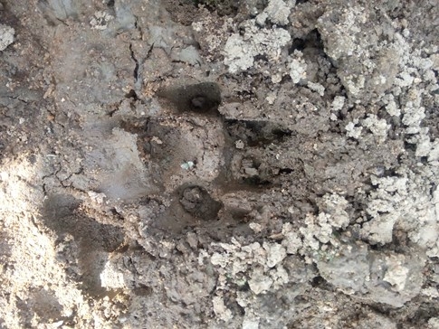 Dấu chân nghi của sói rừng cạnh xác bò mẹ, bê bị móc hết nội tạng - ảnh 2