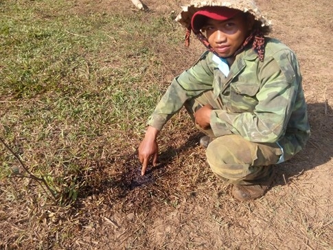 Dấu chân nghi của sói rừng cạnh xác bò mẹ, bê bị móc hết nội tạng - ảnh 3