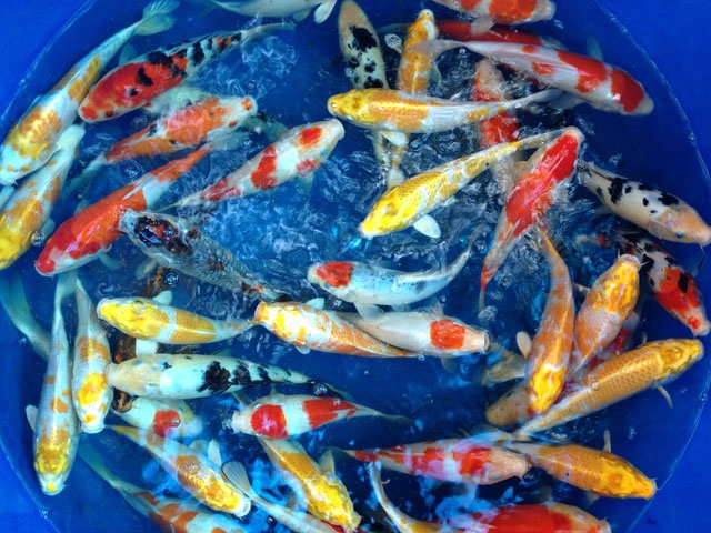 soc: 200 triẹu dòng mọt con cá chép nhạt hinh anh 5