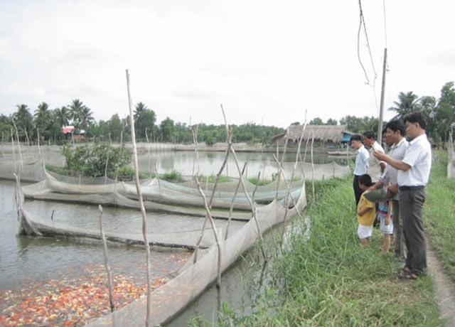 soc: 200 triẹu dòng mọt con cá chép nhạt hinh anh 6