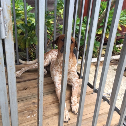 Trong khu nhà này trồng rất nhiều loại hoa hồng đắt tiền từ vài triệu đến hàng chục triệu đồng và nuôi cả chó quý