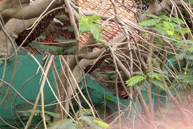  Một phần tổ ong còn sót lại trên cây phượng. 