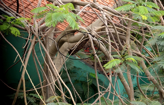 Một phần tổ ong còn lại trên ngọn cây phượng nằm sát với chung cư 8X Plus.